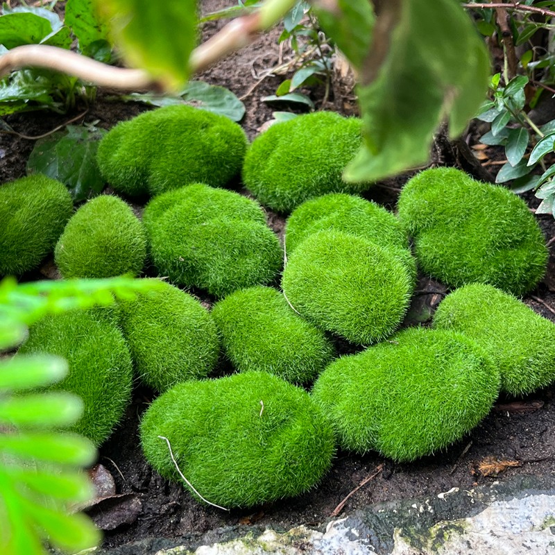100/5 Buah Batu Lumut Buatan B - Sphagnum Moss Dry ulasan dan harga