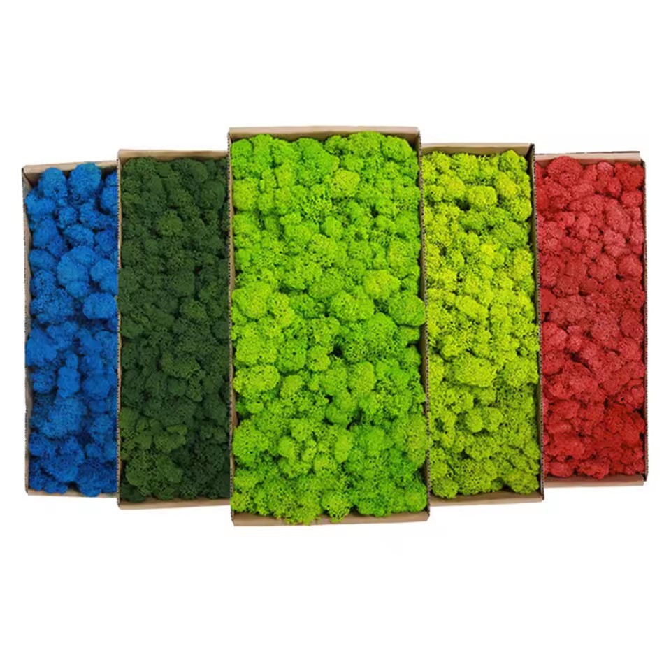 20-200G Tanaman Hijau Buatan P - Sphagnum Moss Dry ulasan dan harga