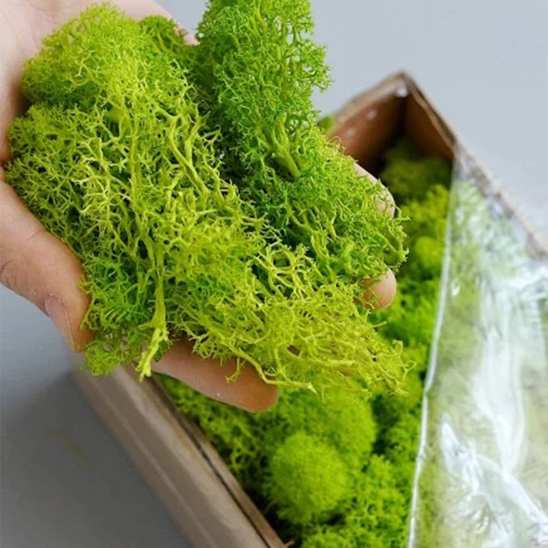 Tanaman hijau buatan lanskap M - Sphagnum Moss Dry ulasan dan harga