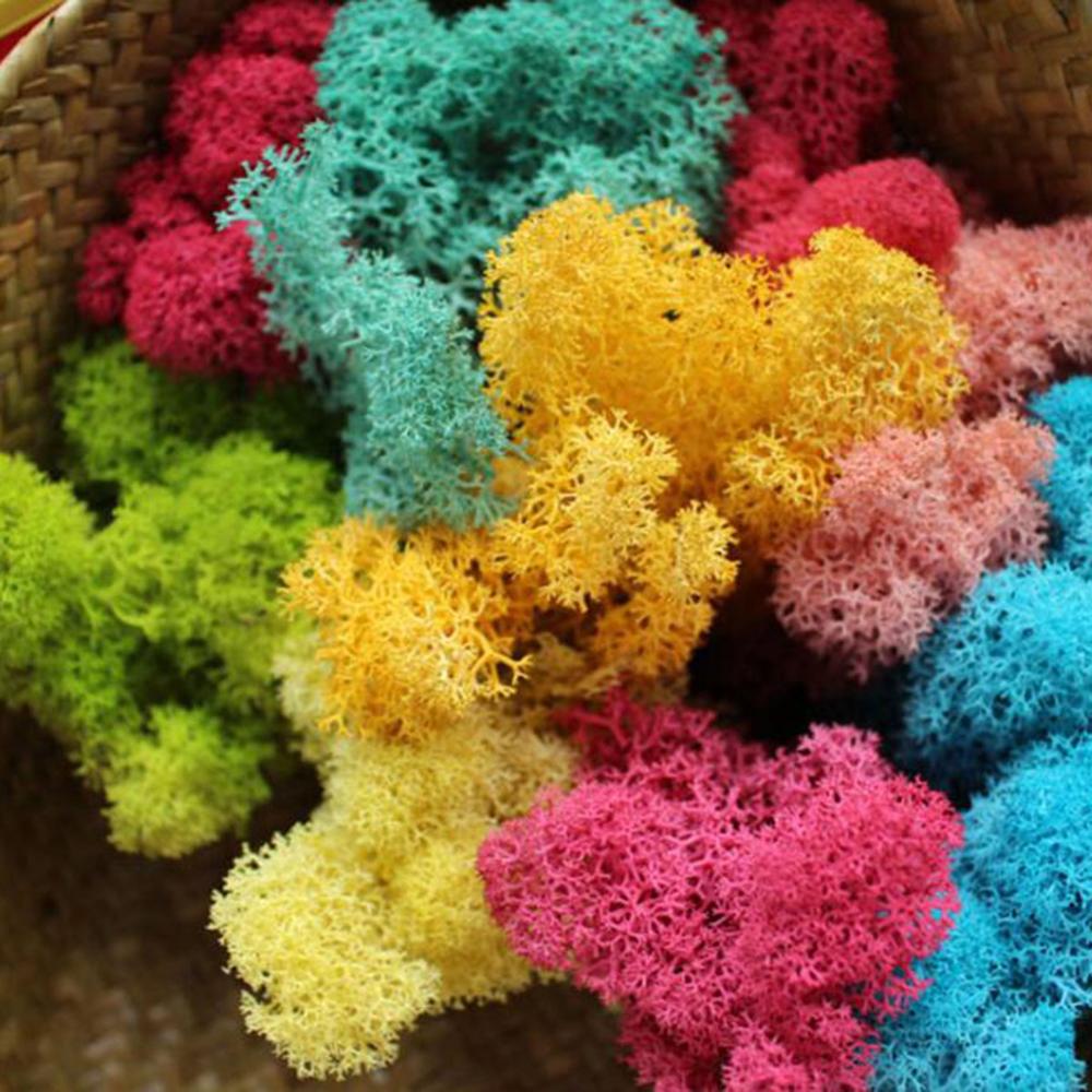 Buatan Tanaman Hidup Abadi Mos - Sphagnum Moss Dry ulasan dan harga
