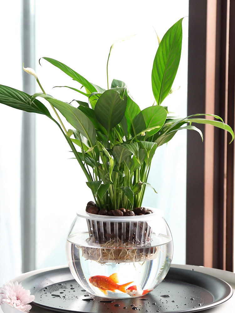 Vas Kaca Hidroponik, Vas Bunga - Propagation Station Vase ulasan dan harga